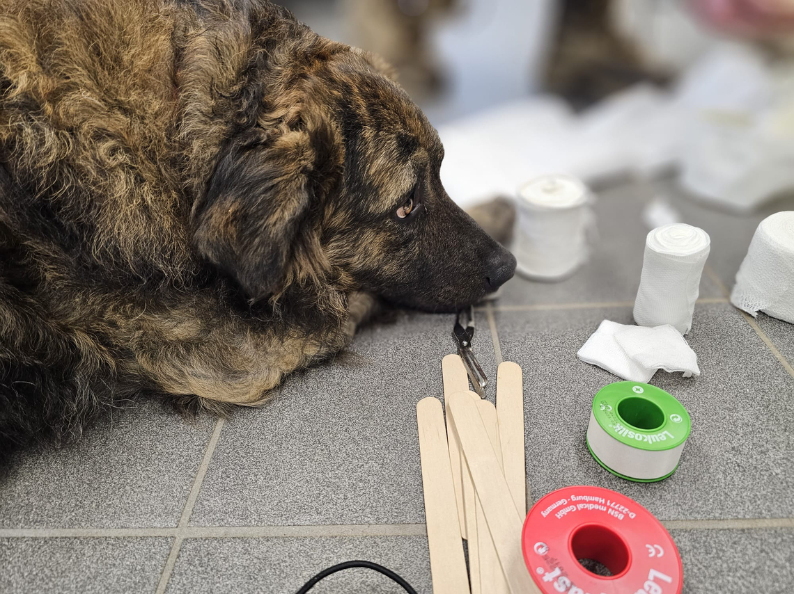 Praxisseminar Tierrettungssanitäter